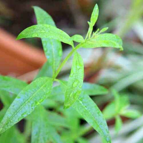 Growing Lemon Verbena and Keeping it Alive